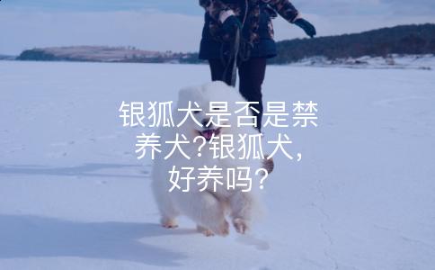 银狐犬是否是禁养犬?银狐犬，好养吗?