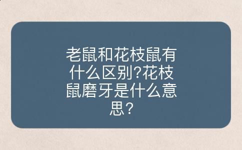 老鼠和花枝鼠有什么区别?花枝鼠磨牙是什么意思?