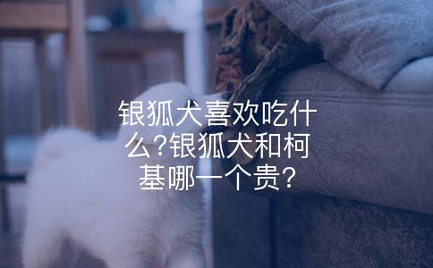 银狐犬喜欢吃什么?银狐犬和柯基哪一个贵?
