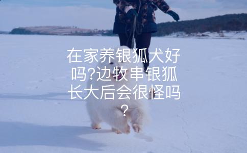 在家养银狐犬好吗?边牧串银狐长大后会很怪吗?