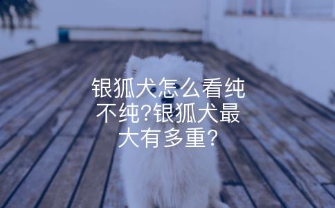 银狐犬怎么看纯不纯?银狐犬最大有多重?