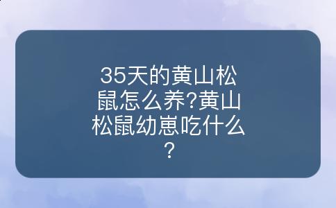 35天的黄山松鼠怎么养?黄山松鼠幼崽吃什么?