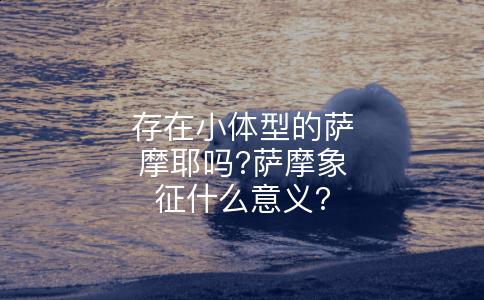 存在小体型的萨摩耶吗?萨摩象征什么意义?