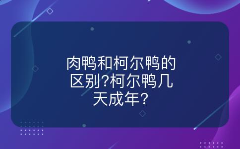 肉鸭和柯尔鸭的区别?柯尔鸭几天成年?