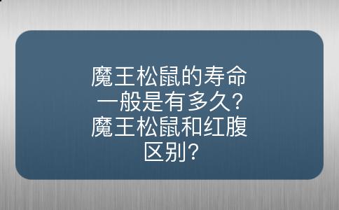 魔王松鼠的寿命一般是有多久?魔王松鼠和红腹区别?