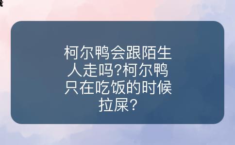 柯尔鸭会跟陌生人走吗?柯尔鸭只在吃饭的时候拉屎?