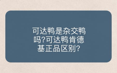 可达鸭是杂交鸭吗?可达鸭肯德基正品区别?