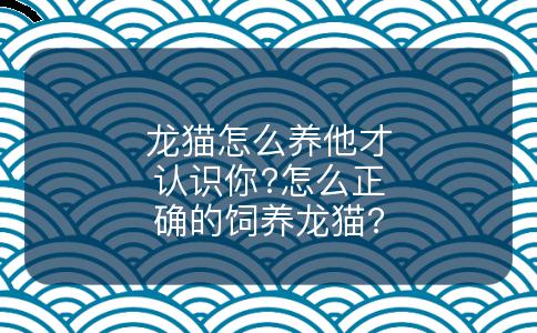 龙猫怎么养他才认识你?怎么正确的饲养龙猫?