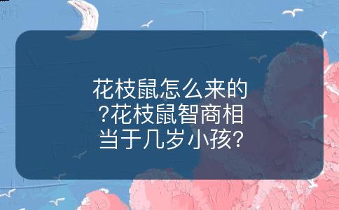 花枝鼠怎么来的?花枝鼠智商相当于几岁小孩?