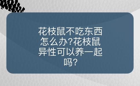 花枝鼠不吃东西怎么办?花枝鼠异性可以养一起吗?