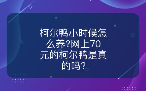 柯尔鸭小时候怎么养?网上70元的柯尔鸭是真的吗?