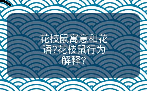 花枝鼠寓意和花语?花枝鼠行为解释?