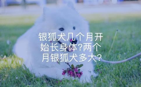 银狐犬几个月开始长身体?两个月银狐犬多大?