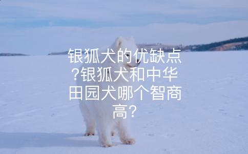 银狐犬的优缺点?银狐犬和中华田园犬哪个智商高?