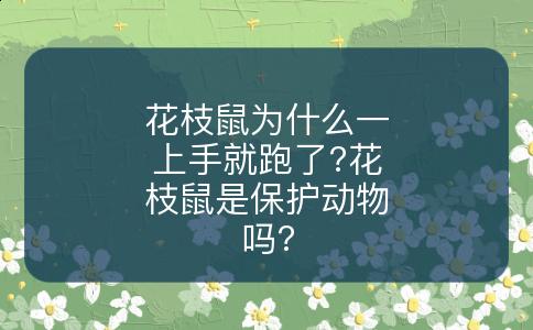 花枝鼠为什么一上手就跑了?花枝鼠是保护动物吗?