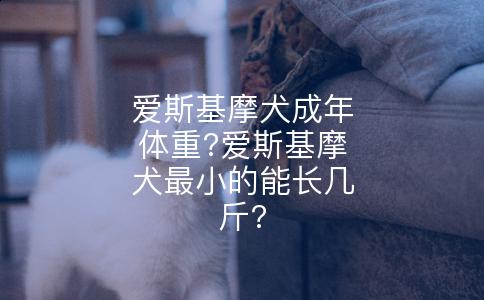 爱斯基摩犬成年体重?爱斯基摩犬最小的能长几斤?