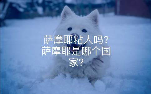 萨摩耶粘人吗?萨摩耶是哪个国家?