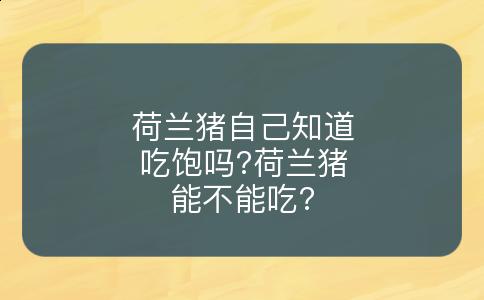 荷兰猪自己知道吃饱吗?荷兰猪能不能吃?