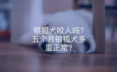 银狐犬咬人吗?五个月银狐犬多重正常?