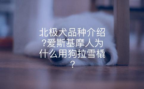 北极犬品种介绍?爱斯基摩人为什么用狗拉雪橇?