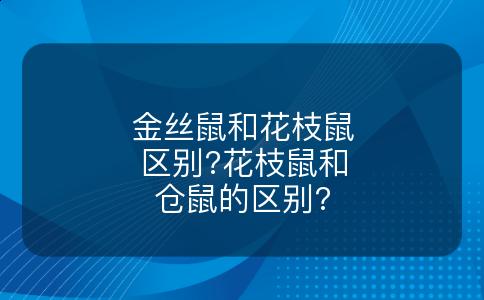 金丝鼠和花枝鼠区别?花枝鼠和仓鼠的区别?