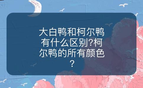 大白鸭和柯尔鸭有什么区别?柯尔鸭的所有颜色?