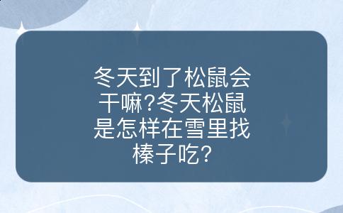 冬天到了松鼠会干嘛?冬天松鼠是怎样在雪里找榛子吃?