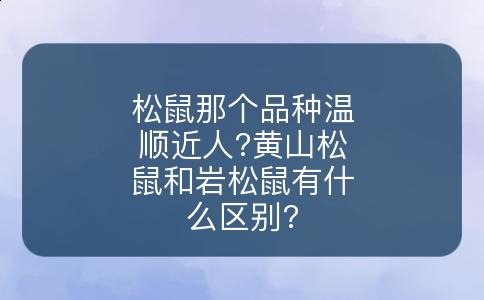 松鼠那个品种温顺近人?黄山松鼠和岩松鼠有什么区别?