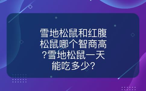 雪地松鼠和红腹松鼠哪个智商高?雪地松鼠一天能吃多少?