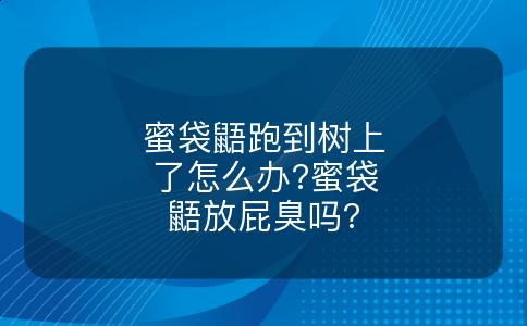 蜜袋鼯跑到树上了怎么办?蜜袋鼯放屁臭吗?