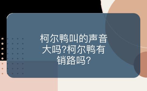 柯尔鸭叫的声音大吗?柯尔鸭有销路吗?