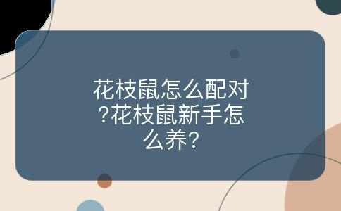 花枝鼠怎么配对?花枝鼠新手怎么养?