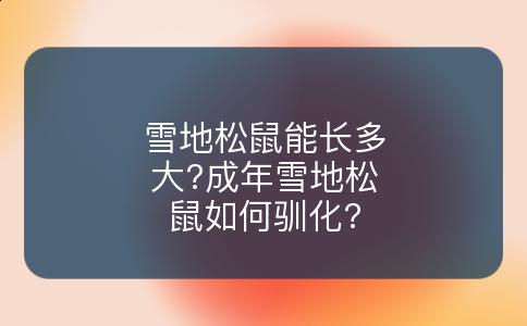 雪地松鼠能长多大?成年雪地松鼠如何驯化?