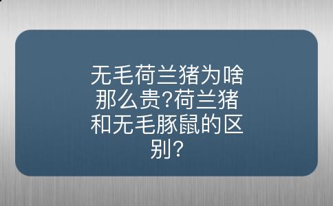 无毛荷兰猪为啥那么贵?荷兰猪和无毛豚鼠的区别?
