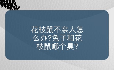 花枝鼠不亲人怎么办?兔子和花枝鼠哪个臭?