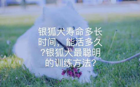 银狐犬寿命多长时间，能活多久?银狐犬最聪明的训练方法?