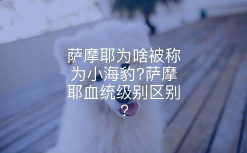 萨摩耶为啥被称为小海豹?萨摩耶血统级别区别?