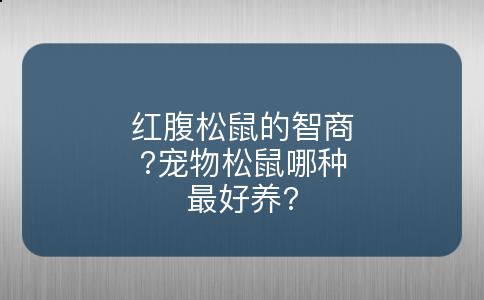 红腹松鼠的智商?宠物松鼠哪种最好养?