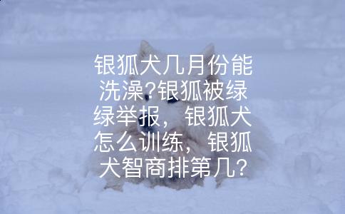 银狐犬几月份能洗澡?银狐被绿绿举报，银狐犬怎么训练，银狐犬智商排第几?