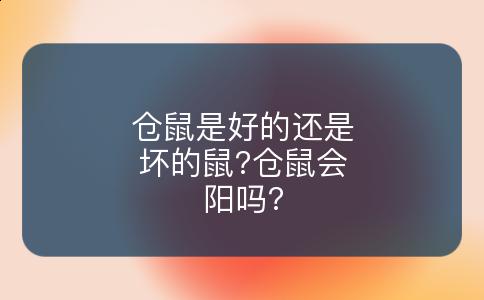 仓鼠是好的还是坏的鼠?仓鼠会阳吗?