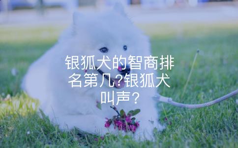 银狐犬的智商排名第几?银狐犬叫声?