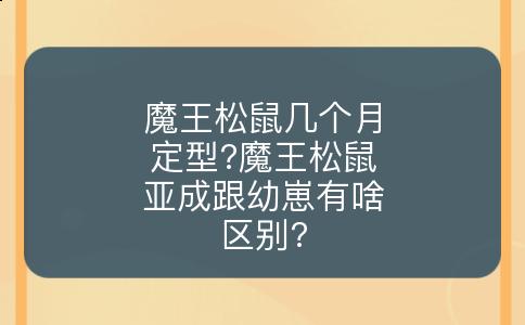 魔王松鼠几个月定型?魔王松鼠亚成跟幼崽有啥区别?