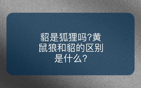 貂是狐狸吗?黄鼠狼和貂的区别是什么?