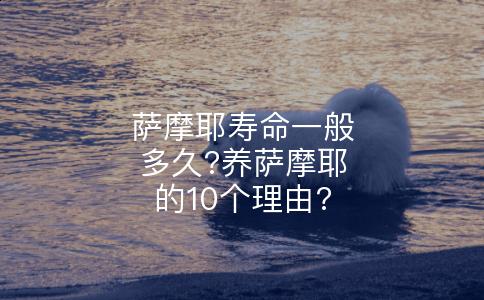 萨摩耶寿命一般多久?养萨摩耶的10个理由?