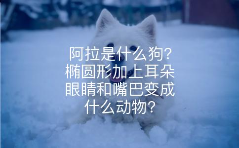 阿拉是什么狗?椭圆形加上耳朵眼睛和嘴巴变成什么动物?