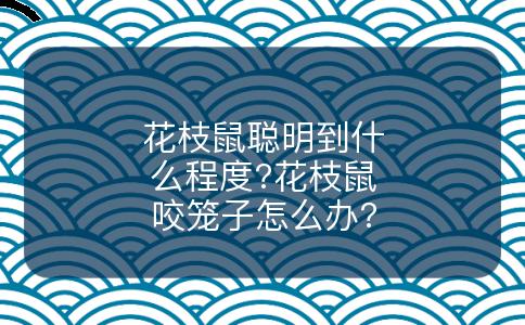 花枝鼠聪明到什么程度?花枝鼠咬笼子怎么办?