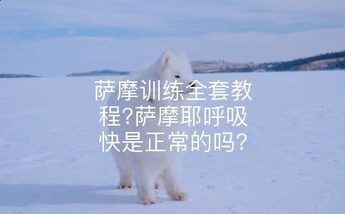 萨摩训练全套教程?萨摩耶呼吸快是正常的吗?