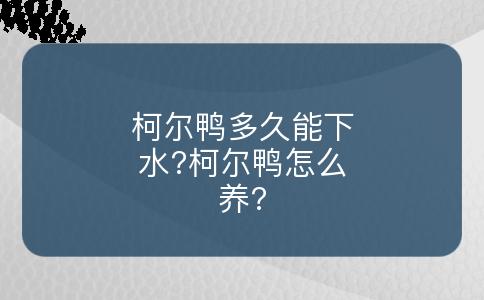 柯尔鸭多久能下水?柯尔鸭怎么养?