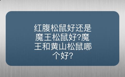 红腹松鼠好还是魔王松鼠好?魔王和黄山松鼠哪个好?