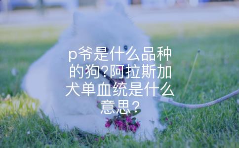 p爷是什么品种的狗?阿拉斯加犬单血统是什么意思?